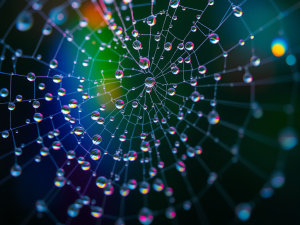 Close-up of glowing spider web strands showing strength and geometry